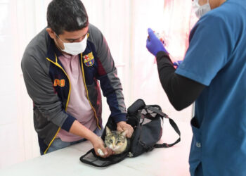 Lleva Gobernador Durazo atenciones veterinarias gratuitas y cirugías de esterilización al norte de Hermosillo