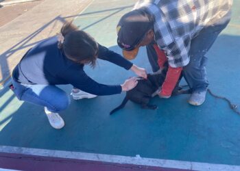 Realiza DIF Guaymas ruta navideña con niñas y niños de Ocotillo.