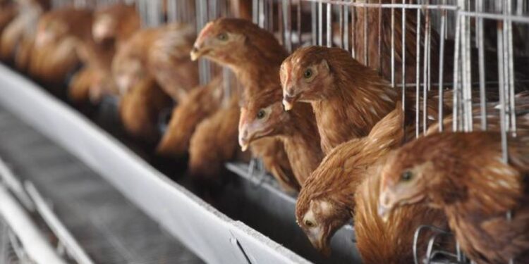 California declara estado de emergencia por casos de gripe aviar en animales y humanos