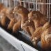 California declara estado de emergencia por casos de gripe aviar en animales y humanos