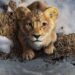 ‘Mufasa’ arrasa en taquilla; supera a ‘Nosferatu’ y al biopic de Bob Dylan