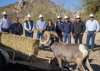 Contribuye Gobierno de Sonora a recuperación del borrego cimarrón con liberación de 20 animales: Celida López