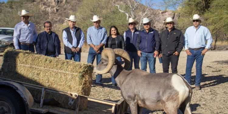 Contribuye Gobierno de Sonora a recuperación del borrego cimarrón con liberación de 20 animales: Celida López