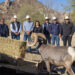 Contribuye Gobierno de Sonora a recuperación del borrego cimarrón con liberación de 20 animales: Celida López