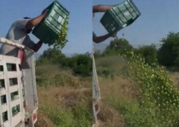 Tiran limones debido al bajo costo en Apatzingán