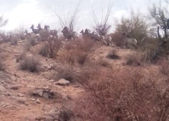 Exitosa la introducción de borrego cimarrón en la sierra: Celida López