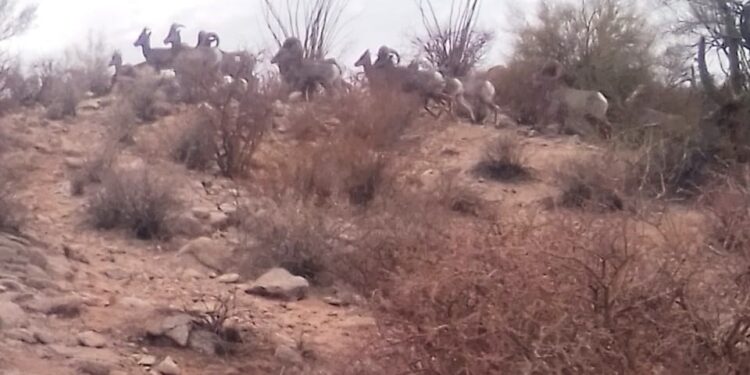 Exitosa la introducción de borrego cimarrón en la sierra: Celida López