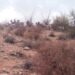 Exitosa la introducción de borrego cimarrón en la sierra: Celida López