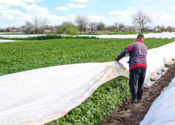 Heladas provocan daños a cultivos de tomate en Cajeme, Sonora