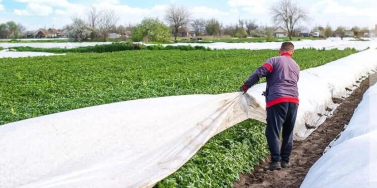 Heladas provocan daños a cultivos de tomate en Cajeme, Sonora