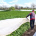 Heladas provocan daños a cultivos de tomate en Cajeme, Sonora