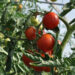 Revisarán posibles afectaciones en cultivos de tomate por frío