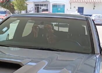 Reinicia Gobierno de Sonora en Navojoa colocación de holograma de nueva generación: Repuve Sonora