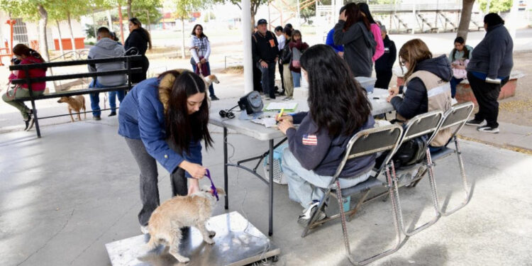 Inicia el año Gobierno de Sonora con jornadas de esterilización canina y felina