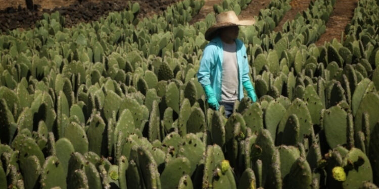 Vive en condiciones de pobreza 46% de la población en CDMX
