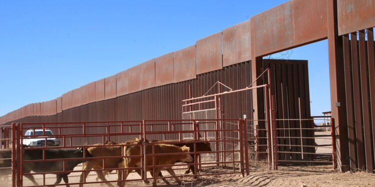 Gestiones del Gobernador Durazo reanudan en Sonora la exportación de ganado a Estados Unidos