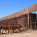 Gestiones del Gobernador Durazo reanudan en Sonora la exportación de ganado a Estados Unidos