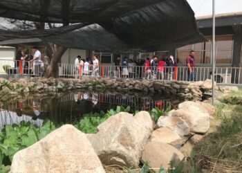 Contribuye Cobach Sonora a la protección exitosa de especie endémica de pez