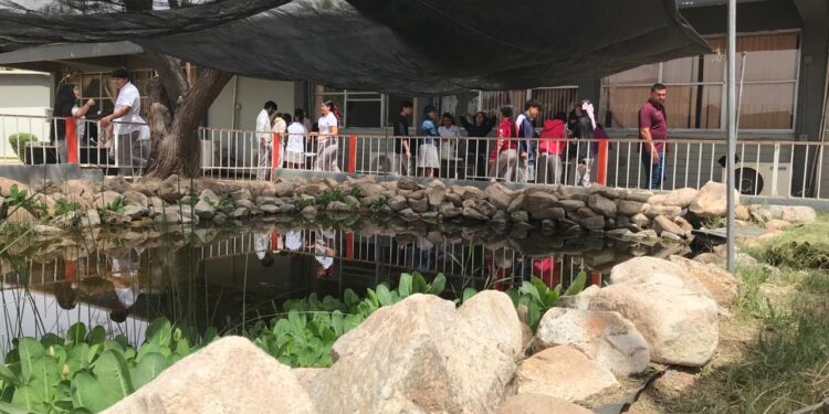 Contribuye Cobach Sonora a la protección exitosa de especie endémica de pez