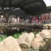 Contribuye Cobach Sonora a la protección exitosa de especie endémica de pez