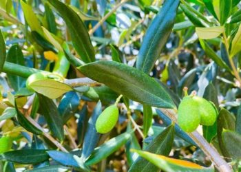 Sonora ocupa el primer lugar en México en producción de aceituna: Sagarhpa