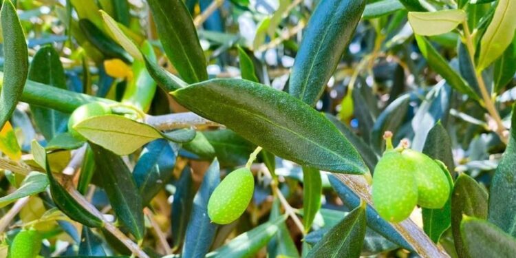 Sonora ocupa el primer lugar en México en producción de aceituna: Sagarhpa