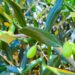 Sonora ocupa el primer lugar en México en producción de aceituna: Sagarhpa