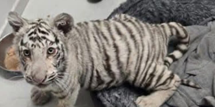 Aseguran a un Tigre de Bengala en Cateo.