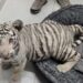Aseguran a un Tigre de Bengala en Cateo.