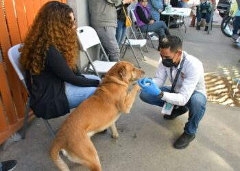 Invita Ayuntamiento de Hermosillo a aprovechar las esterilizaciones gratuitas a animales de compañía