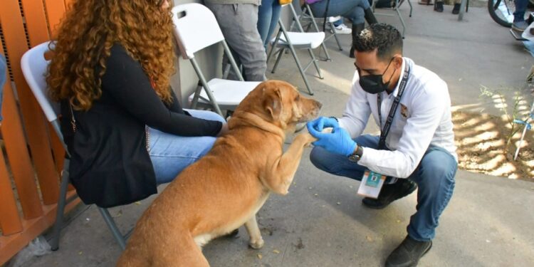Invita Ayuntamiento de Hermosillo a aprovechar las esterilizaciones gratuitas a animales de compañía