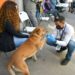 Invita Ayuntamiento de Hermosillo a aprovechar las esterilizaciones gratuitas a animales de compañía