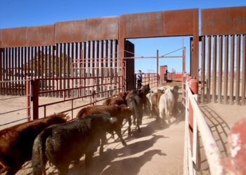 Gestiones del Gobernador Durazo reanudan en Sonora la exportación de ganado a Estados Unidos