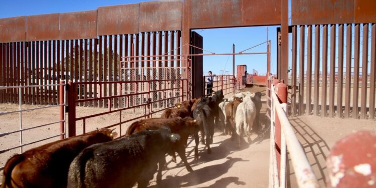Gestiones del Gobernador Durazo reanudan en Sonora la exportación de ganado a Estados Unidos