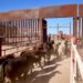Gestiones del Gobernador Durazo reanudan en Sonora la exportación de ganado a Estados Unidos