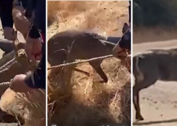 Policía Estatal rescata a venado atrapado en canal de riego en Huatabampo