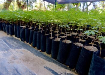 Realizará Ayuntamiento de Hermosillo donación masiva de árboles nativos y plantas