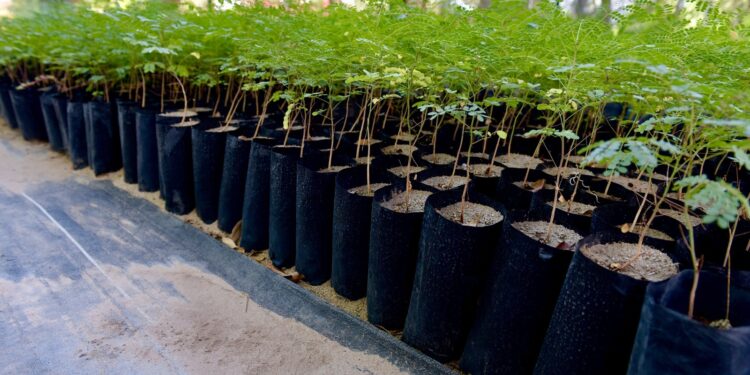Realizará Ayuntamiento de Hermosillo donación masiva de árboles nativos y plantas