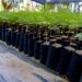 Realizará Ayuntamiento de Hermosillo donación masiva de árboles nativos y plantas