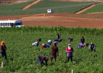 Explotan a menores en campos de San Quintín