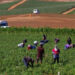 Explotan a menores en campos de San Quintín
