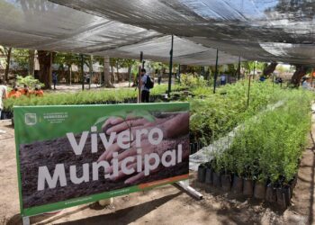 Donarán árboles nativos este viernes