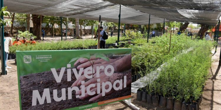 Donarán árboles nativos este viernes