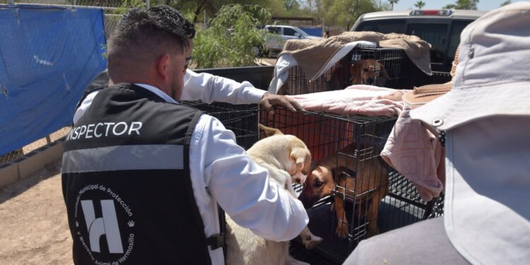 Apoya Protección y Bienestar Animal en el traslado de perros rescatados a albergue que buscan un hogar definitivo