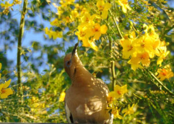 Cierra con éxito Concurso de Fotografía ‘El Sol del Desierto’