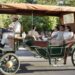 Disfrutan hermosillenses y visitantes recorridos en Trolebús en Semana Santa