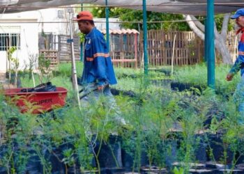 Donarán árboles nativos este viernes