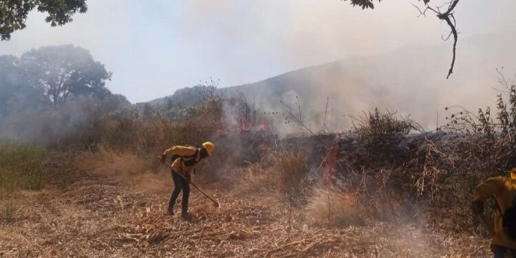 Incendio amenaza zona boscosa de Taretan, Michoacán