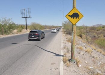 Instala Ayuntamiento de Hermosillo señalamientos preventivos por cruce de tortugas en el Vado del Río