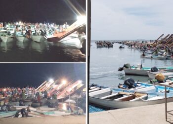 Excelentes capturas de medusa bola de cañón, en Las Guásimas